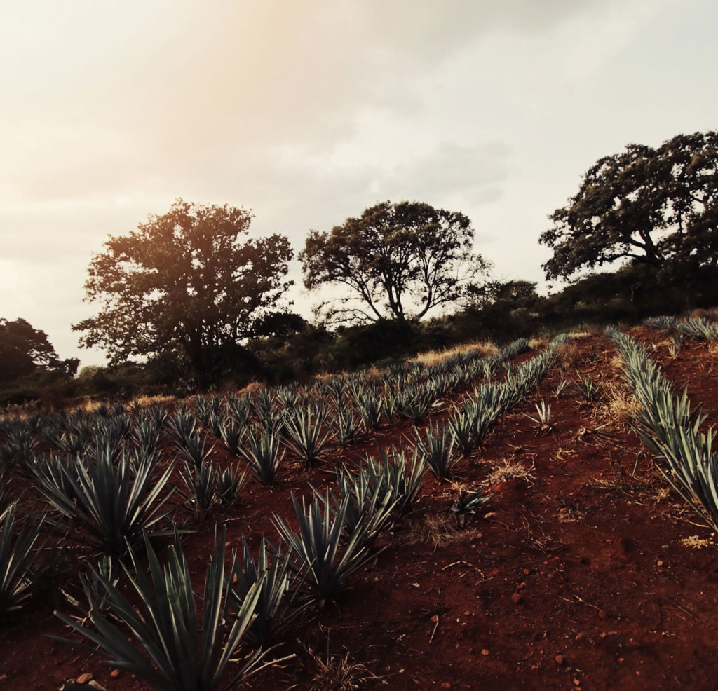 Sunset over Agave Ranch