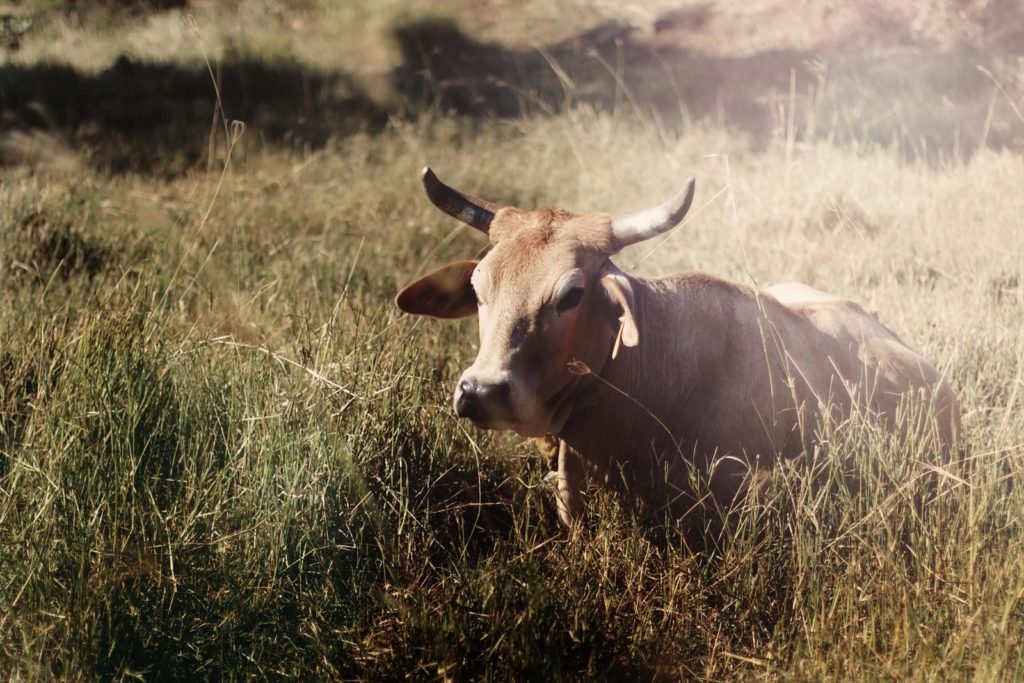 Bull on the ranch